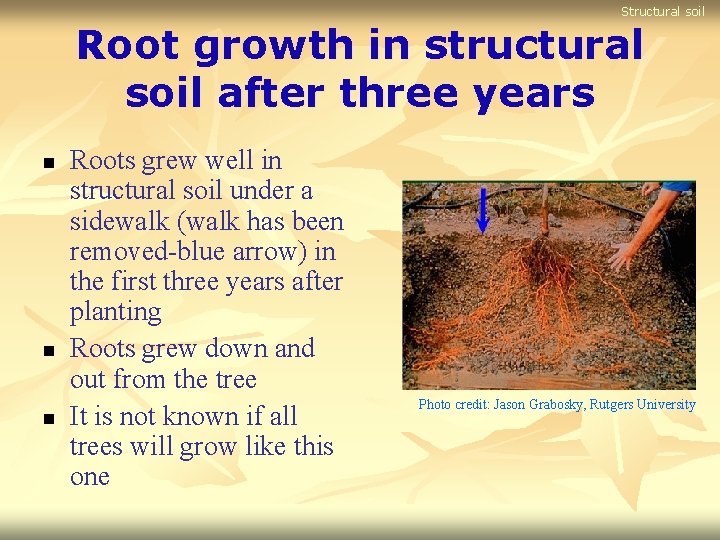 Structural soil Root growth in structural soil after three years n n n Roots