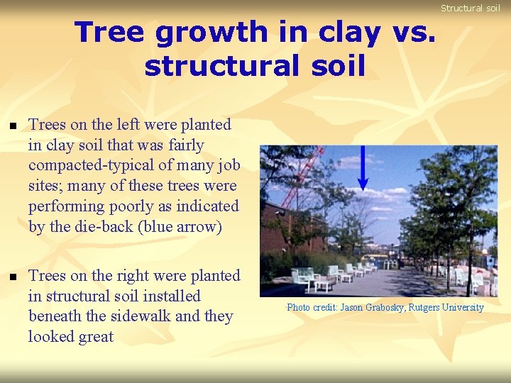 Structural soil Tree growth in clay vs. structural soil n n Trees on the