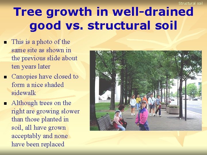 Structural soil Tree growth in well-drained good vs. structural soil n n n This