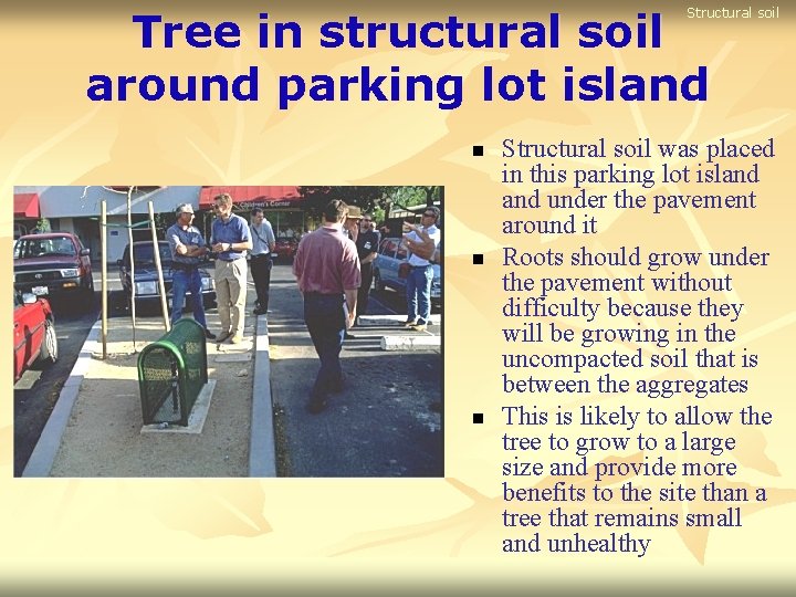 Tree in structural soil around parking lot island Structural soil n n n Structural