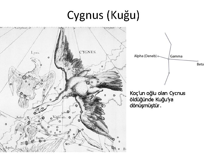 Cygnus (Kuğu) Koç’un oğlu olan Cycnus öldüğünde Kuğu’ya dönüşmüştür. 