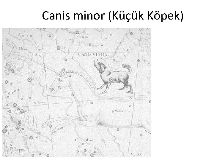 Canis minor (Küçük Köpek) 