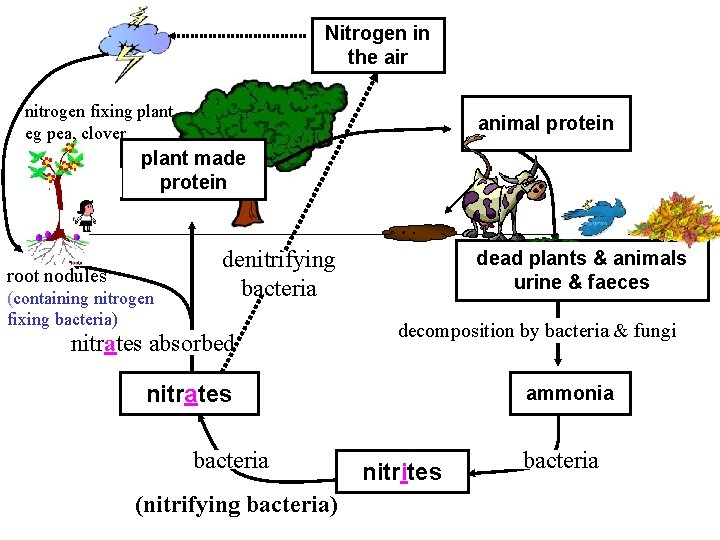 Nitrogen in the air nitrogen fixing plant eg pea, clover animal protein plant made