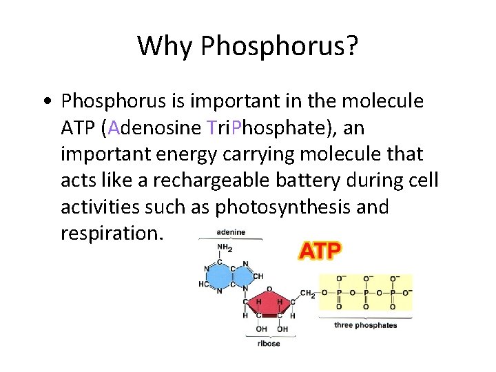 Why Phosphorus? • Phosphorus is important in the molecule ATP (Adenosine Tri. Phosphate), an