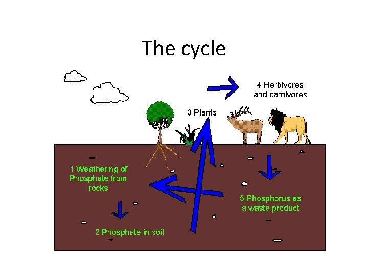 The cycle 