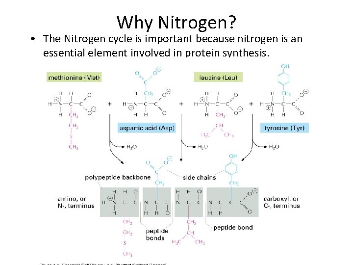 Why Nitrogen? • The Nitrogen cycle is important because nitrogen is an essential element