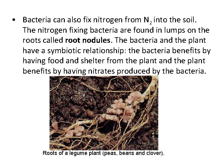  • Bacteria can also fix nitrogen from N 2 into the soil. The