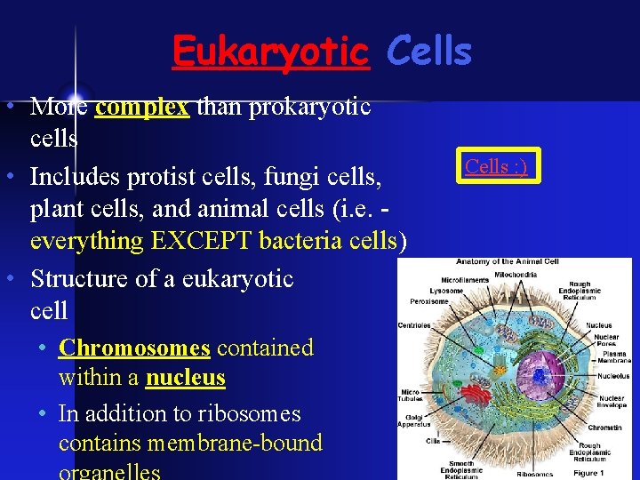 Eukaryotic Cells • More complex than prokaryotic cells • Includes protist cells, fungi cells,