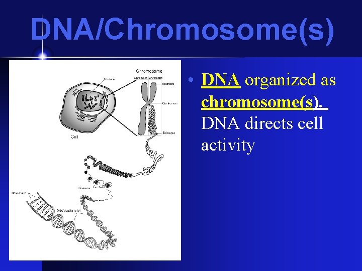 DNA/Chromosome(s) • DNA organized as chromosome(s). DNA directs cell activity 