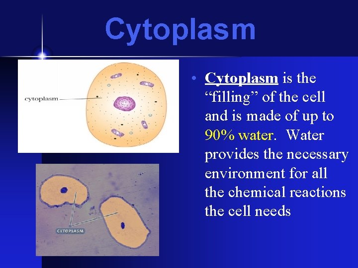 Cytoplasm • Cytoplasm is the “filling” of the cell and is made of up