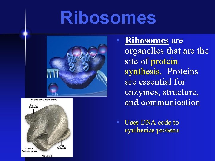 Ribosomes • Ribosomes are organelles that are the site of protein synthesis. Proteins are