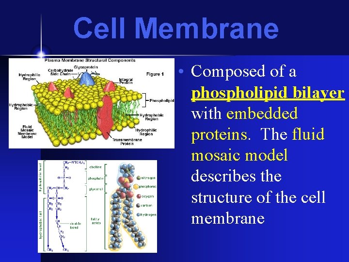 Cell Membrane • Composed of a phospholipid bilayer with embedded proteins. The fluid mosaic