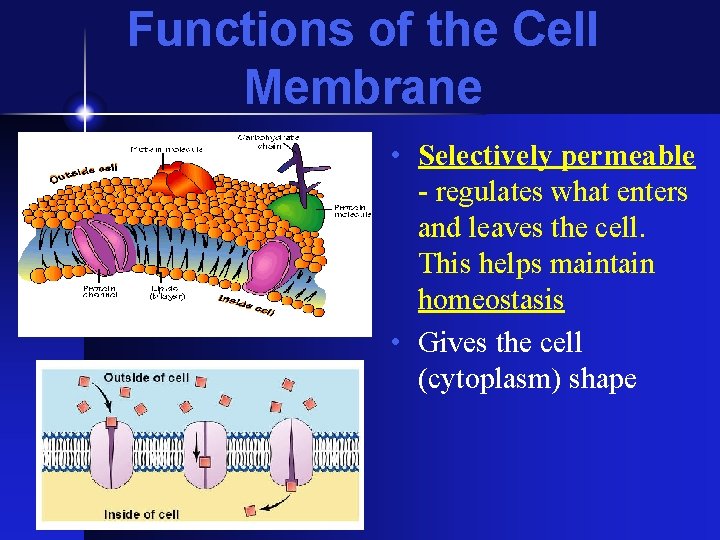 Functions of the Cell Membrane • Selectively permeable - regulates what enters and leaves