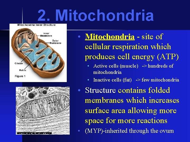2. Mitochondria • Mitochondria - site of cellular respiration which produces cell energy (ATP)