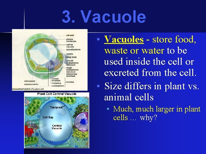 3. Vacuole • Vacuoles - store food, waste or water to be used inside