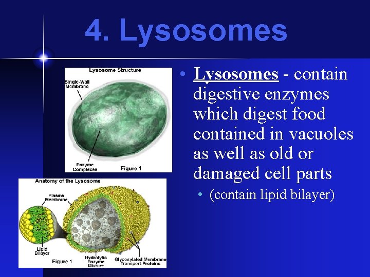 4. Lysosomes • Lysosomes - contain digestive enzymes which digest food contained in vacuoles