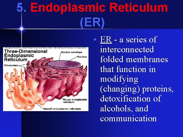5. Endoplasmic Reticulum (ER) • ER - a series of interconnected folded membranes that