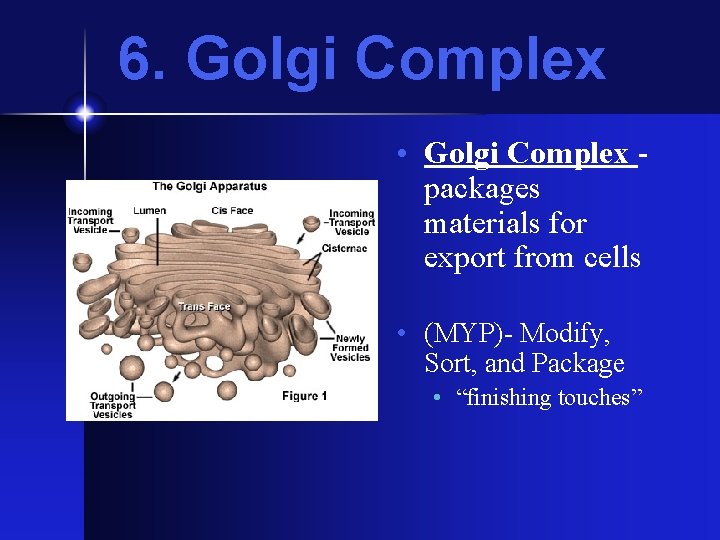 6. Golgi Complex • Golgi Complex packages materials for export from cells • (MYP)-