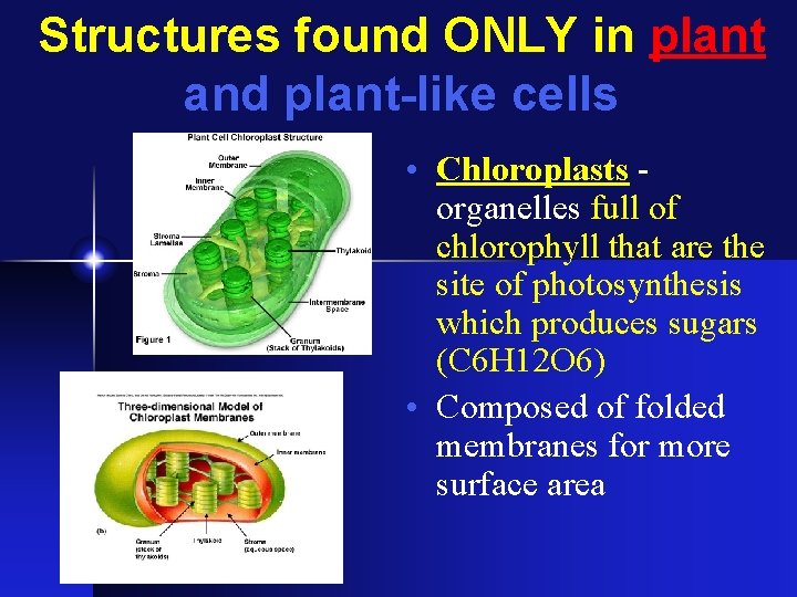 Structures found ONLY in plant and plant-like cells • Chloroplasts organelles full of chlorophyll