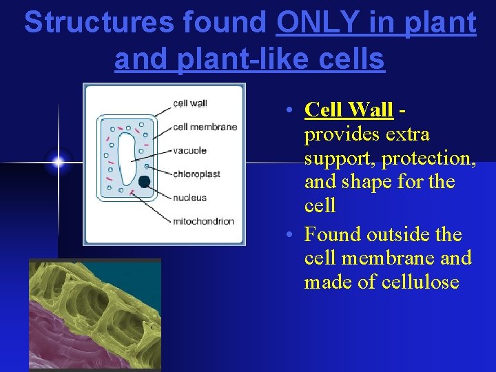 Structures found ONLY in plant and plant-like cells • Cell Wall provides extra support,