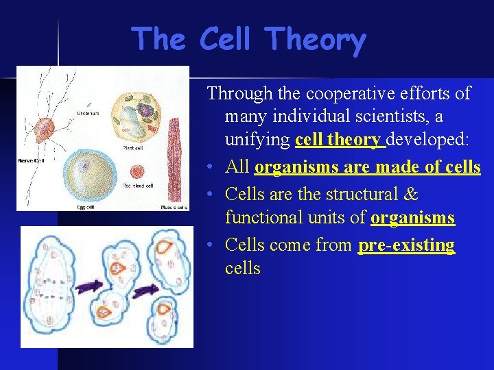The Cell Theory Through the cooperative efforts of many individual scientists, a unifying cell