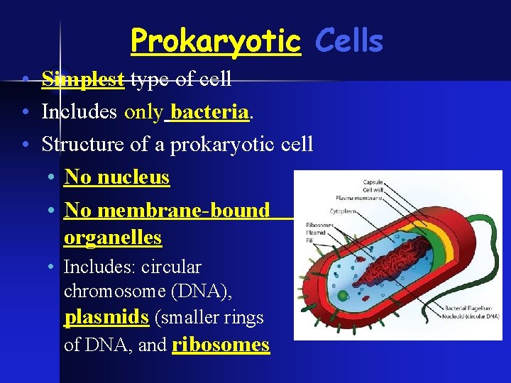 Prokaryotic Cells • Simplest type of cell • Includes only bacteria. • Structure of