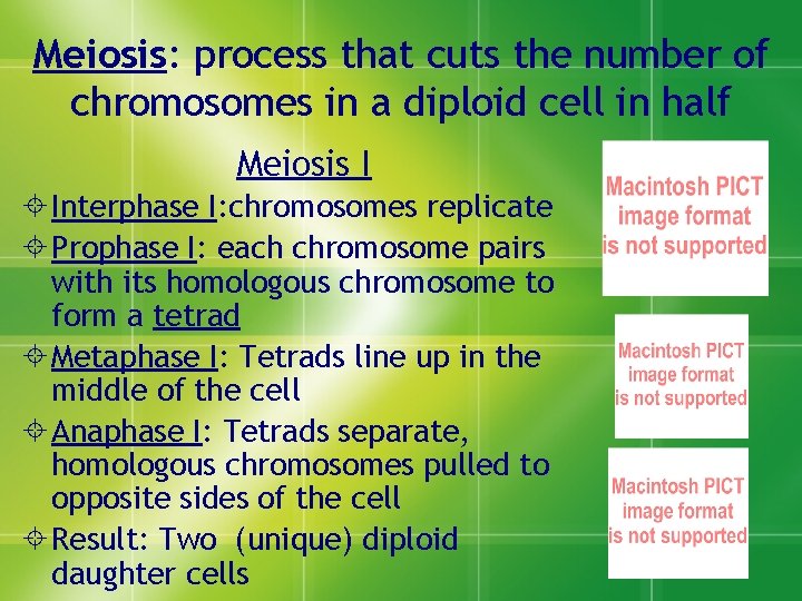 Meiosis: process that cuts the number of chromosomes in a diploid cell in half