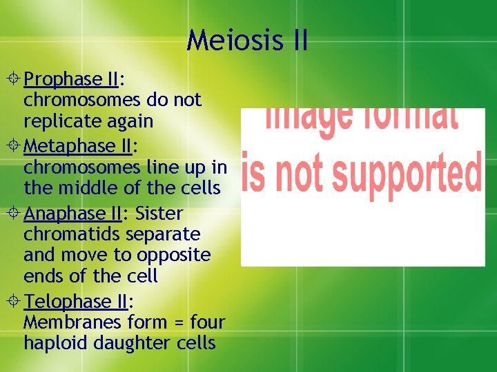 Meiosis II Prophase II: chromosomes do not replicate again Metaphase II: chromosomes line up