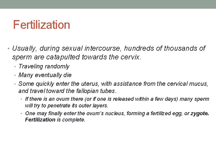 Fertilization • Usually, during sexual intercourse, hundreds of thousands of sperm are catapulted towards