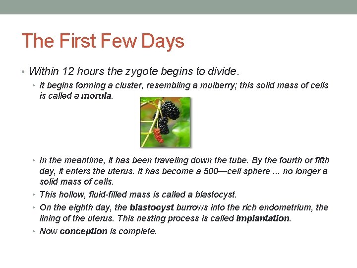 The First Few Days • Within 12 hours the zygote begins to divide. •