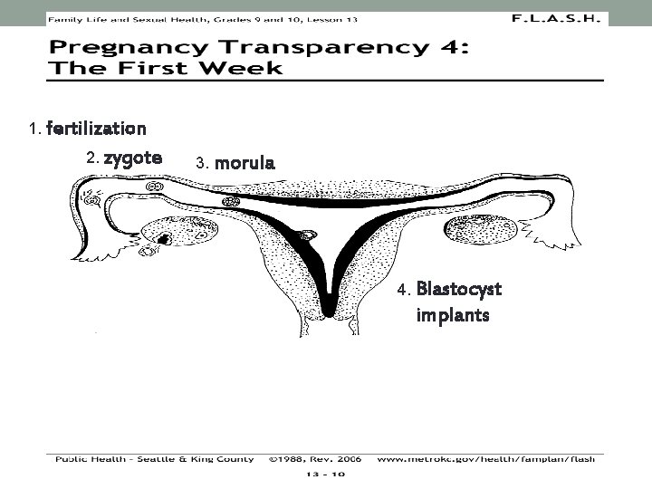 1. fertilization 2. zygote 3. morula 4. Blastocyst implants 