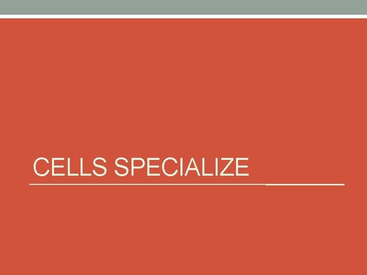 CELLS SPECIALIZE 