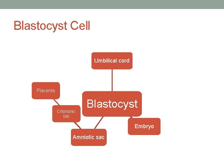 Blastocyst Cell Umbilical cord Placenta Chorionic sac Blastocyst Embryo Amniotic sac 