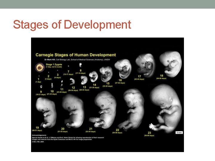 Stages of Development 