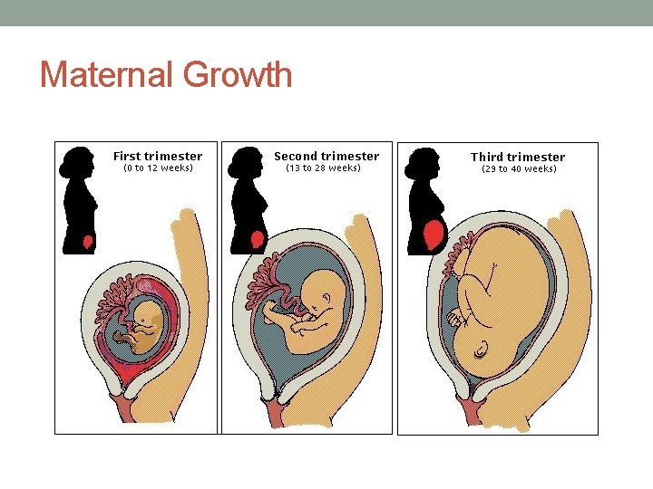 Maternal Growth 