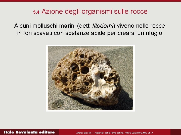 5. 4 Azione degli organismi sulle rocce Alcuni molluschi marini (detti litodomi) vivono nelle