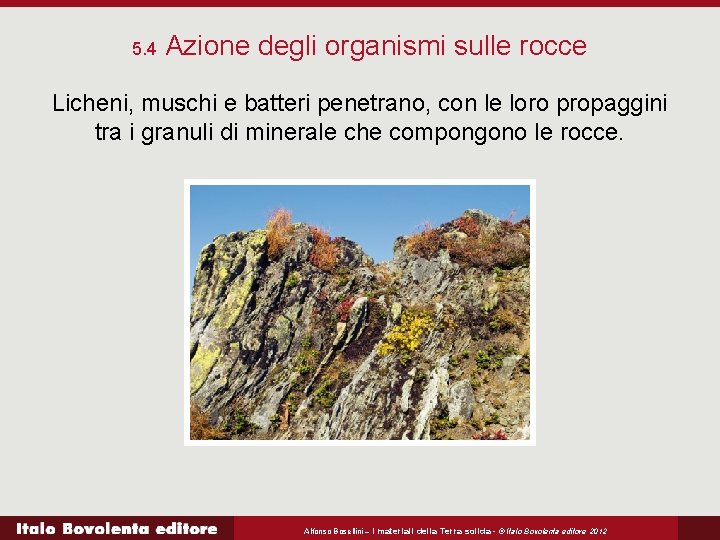 5. 4 Azione degli organismi sulle rocce Licheni, muschi e batteri penetrano, con le