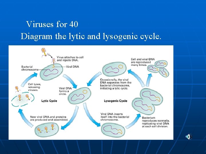 Viruses for 40 Diagram the lytic and lysogenic cycle. 