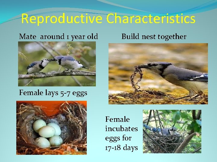 Reproductive Characteristics Mate around 1 year old Build nest together Female lays 5 -7