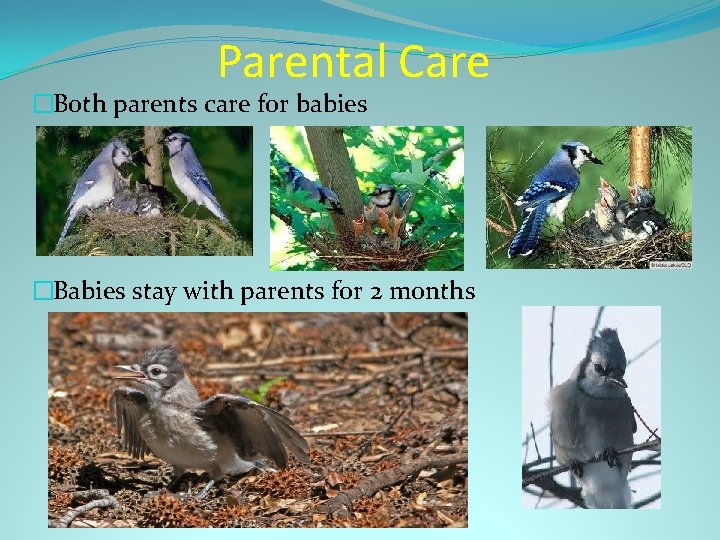 Parental Care �Both parents care for babies �Babies stay with parents for 2 months
