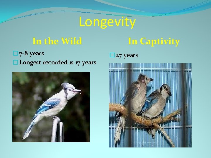 Longevity In the Wild � 7 -8 years �Longest recorded is 17 years In