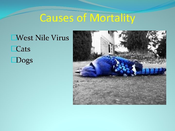 Causes of Mortality �West Nile Virus �Cats �Dogs 