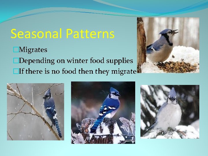 Seasonal Patterns �Migrates �Depending on winter food supplies �If there is no food then