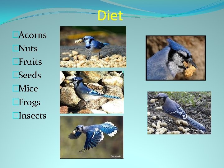 Diet �Acorns �Nuts �Fruits �Seeds �Mice �Frogs �Insects 