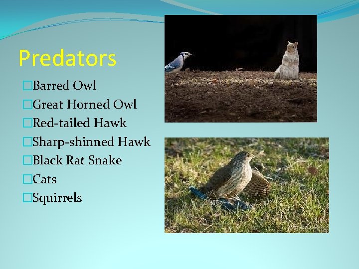 Predators �Barred Owl �Great Horned Owl �Red-tailed Hawk �Sharp-shinned Hawk �Black Rat Snake �Cats