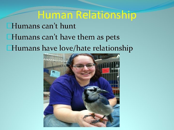 Human Relationship �Humans can’t hunt �Humans can’t have them as pets �Humans have love/hate