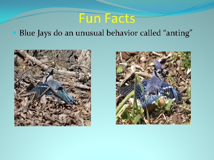 Fun Facts § Blue Jays do an unusual behavior called “anting” 