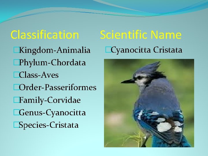 Classification Scientific Name �Cyanocitta Cristata �Kingdom-Animalia �Phylum-Chordata �Class-Aves �Order-Passeriformes �Family-Corvidae �Genus-Cyanocitta �Species-Cristata 