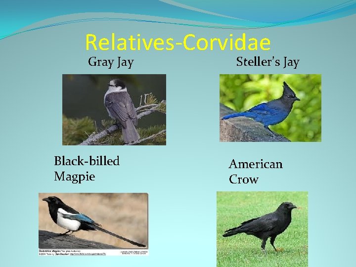 Relatives-Corvidae Gray Jay Black-billed Magpie Steller’s Jay American Crow 