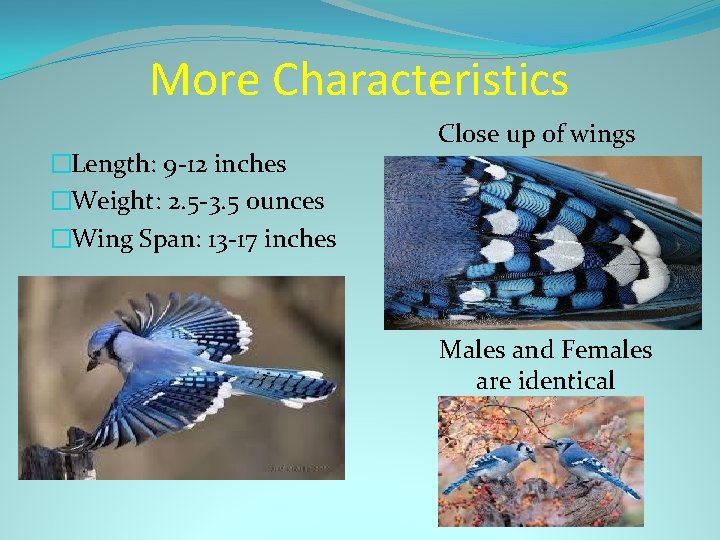 More Characteristics �Length: 9 -12 inches �Weight: 2. 5 -3. 5 ounces �Wing Span: